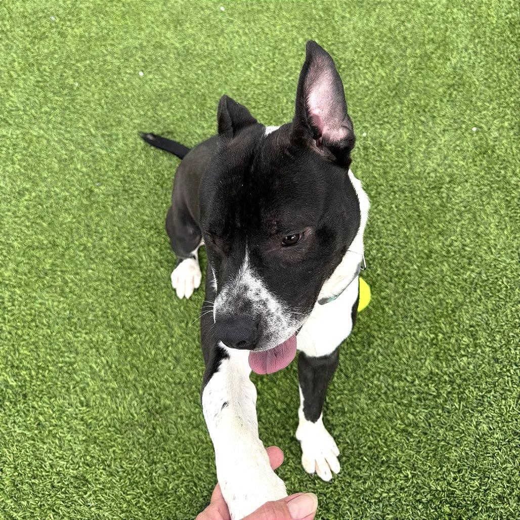 Patrick, Adoptable, Adult Male Mixed Breed & Mixed Breed.