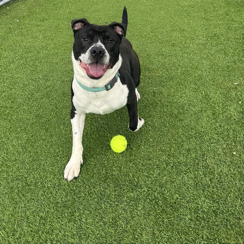 Enlarge Patrick, a Adoptable mixed breed in Binghamton, NY image 2/6