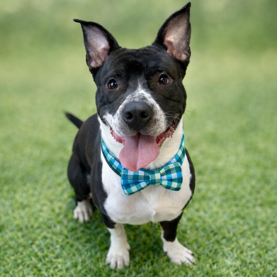 Enlarge Patrick, a Adoptable mixed breed in Binghamton, NY image 3/6