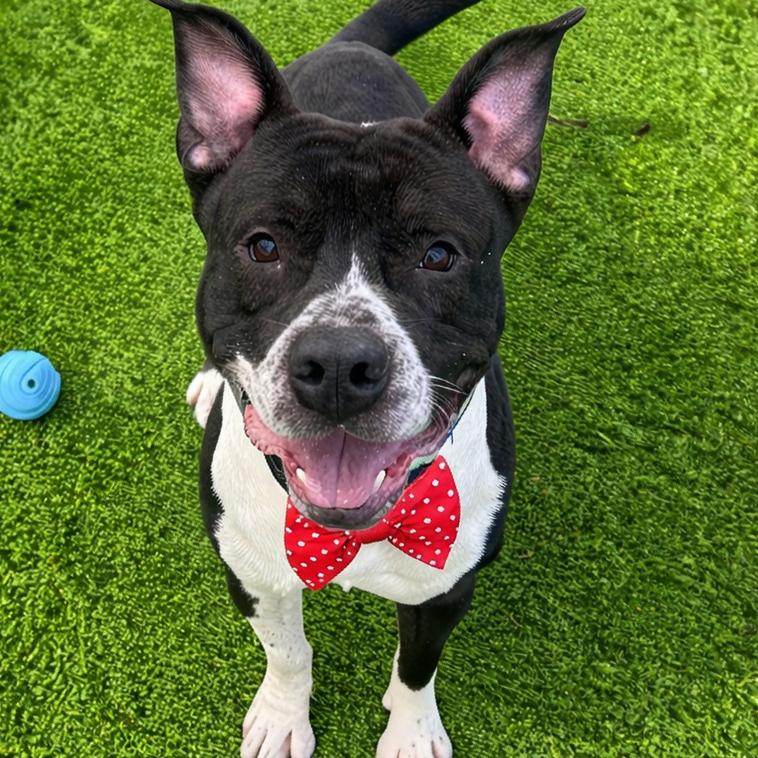 Enlarge Patrick, a Adoptable mixed breed in Binghamton, NY image 4/6