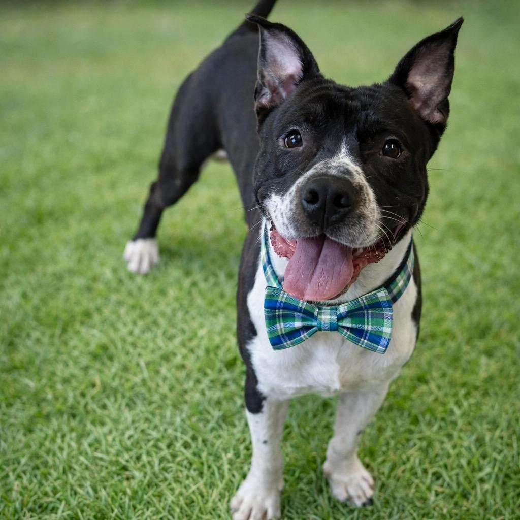 Enlarge Patrick, a Adoptable mixed breed in Binghamton, NY image 5/6