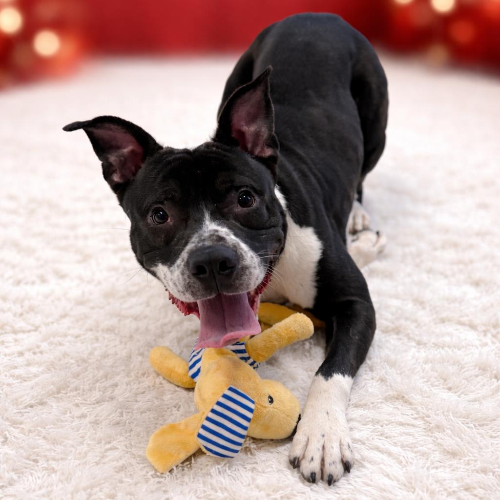 Enlarge Patrick, a Adoptable mixed breed in Binghamton, NY image 6/6