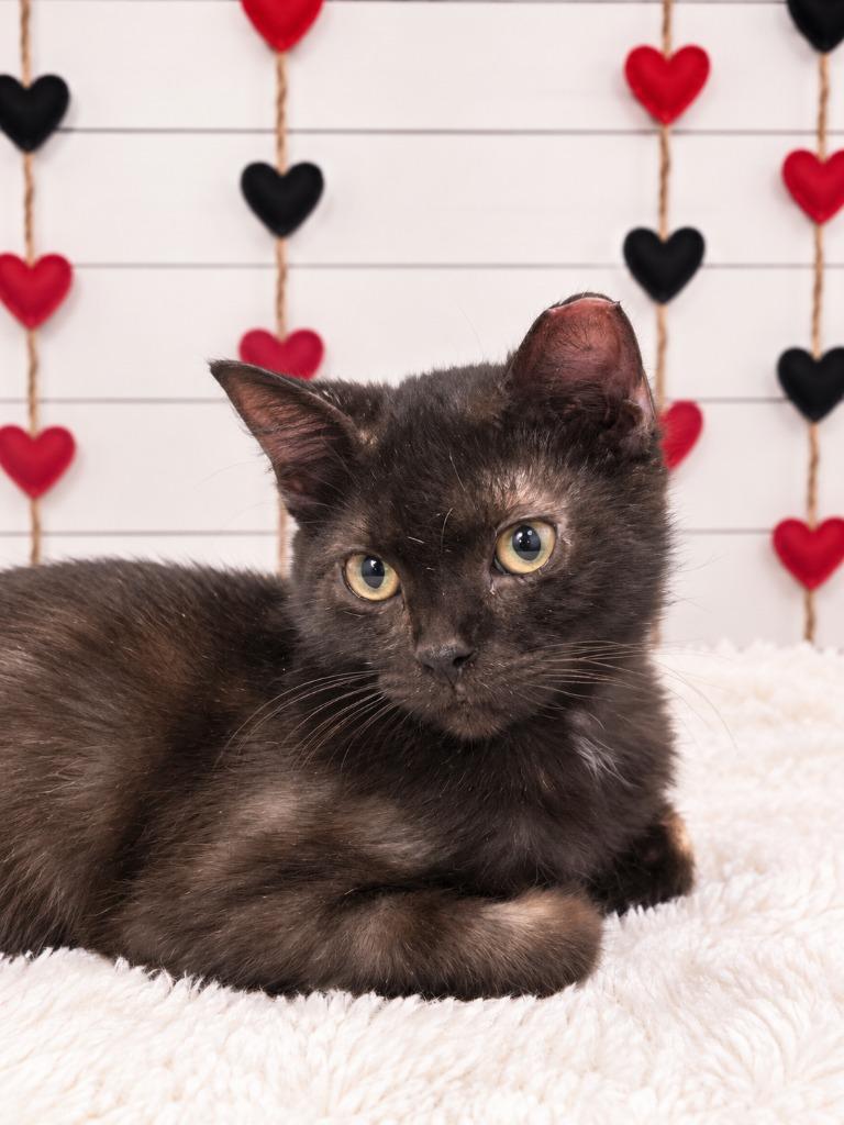 Uncle Ben, Adoptable, Young Male Domestic Short Hair.