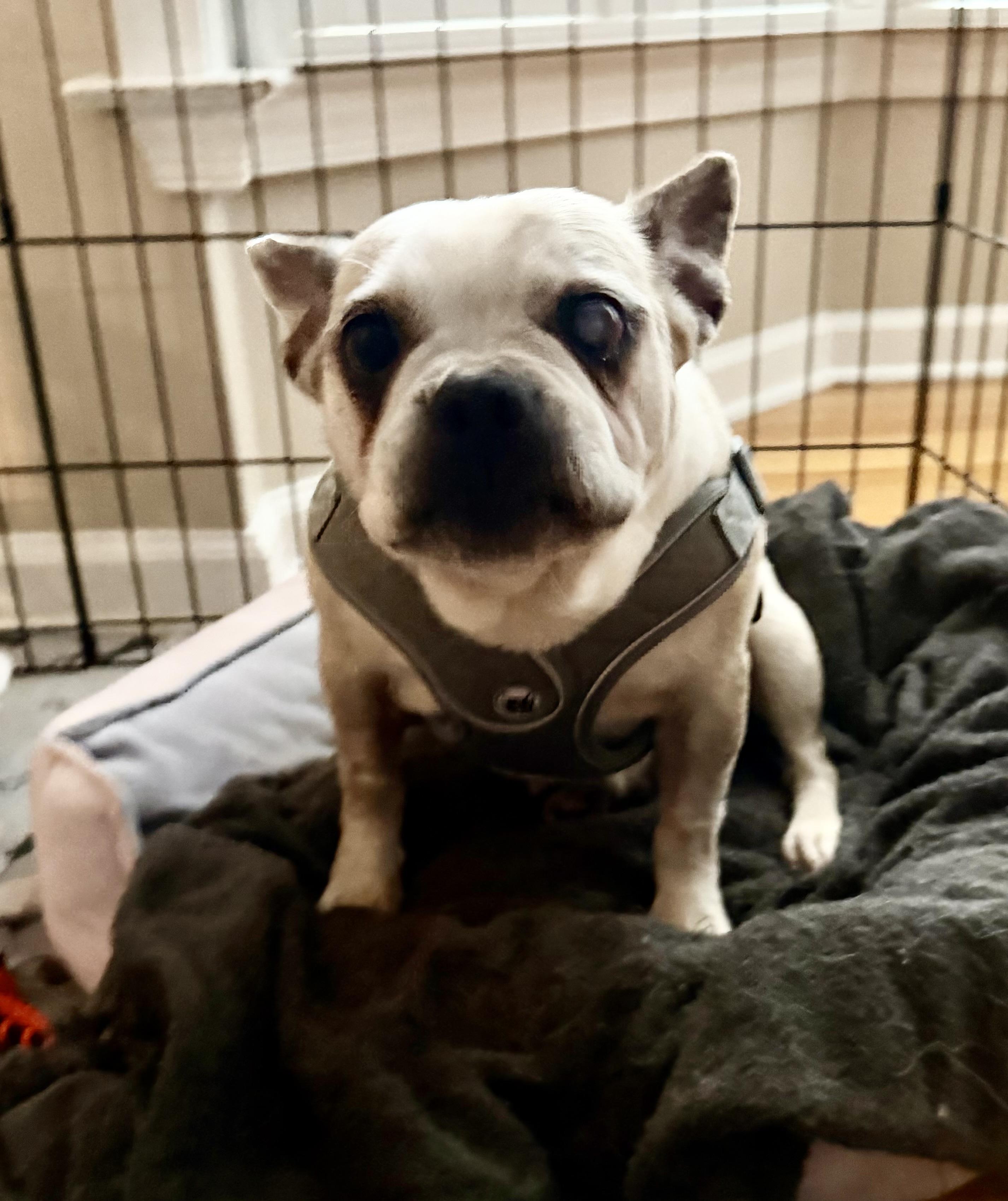 Enlarge Adelie, a Adoptable French Bulldog in Havertown, PA image 1/6
