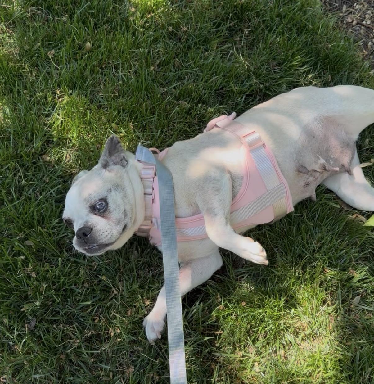 Enlarge Adelie, a Adoptable French Bulldog in Havertown, PA image 3/6