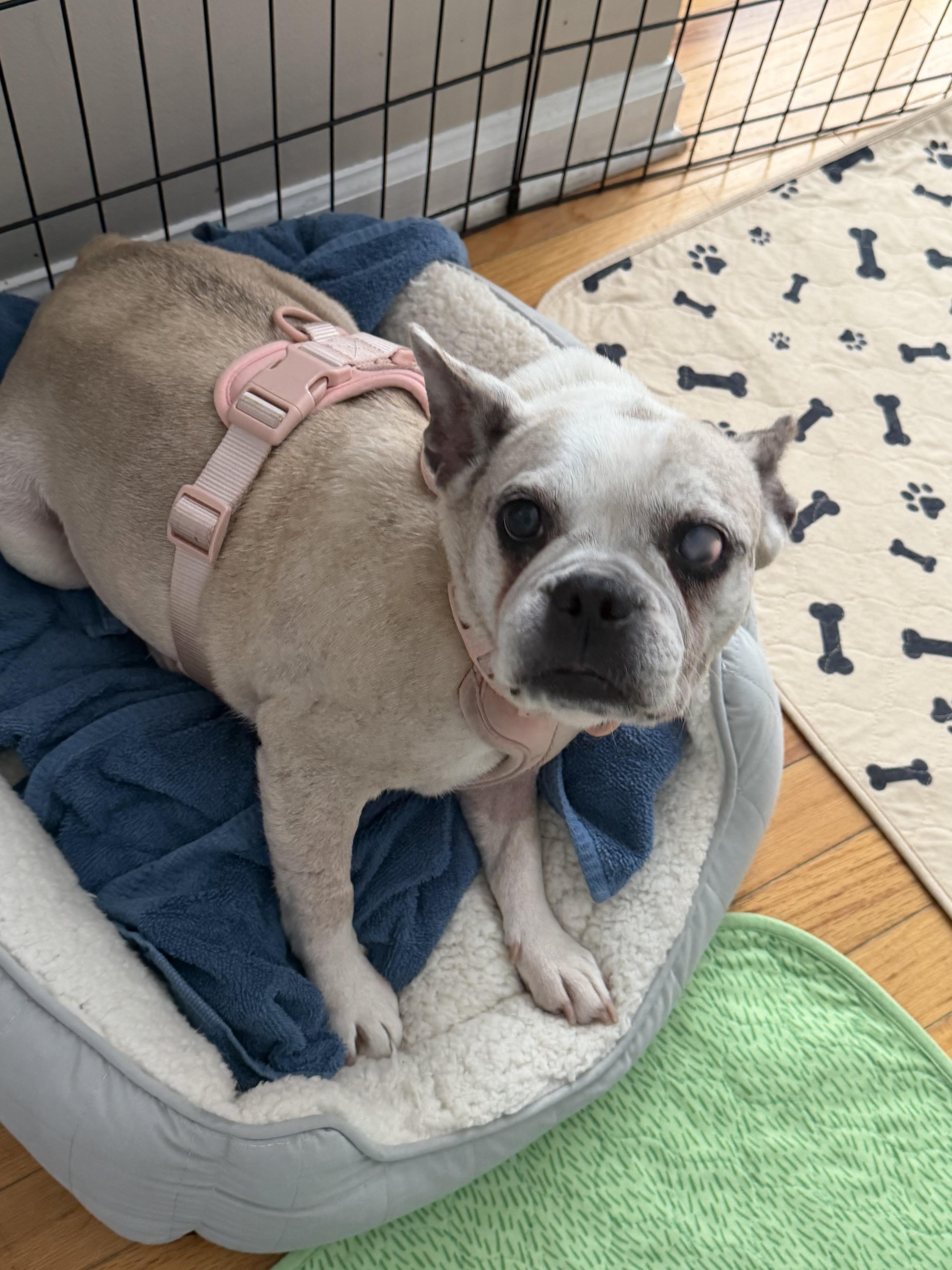 Enlarge Adelie, a Adoptable French Bulldog in Havertown, PA image 4/6