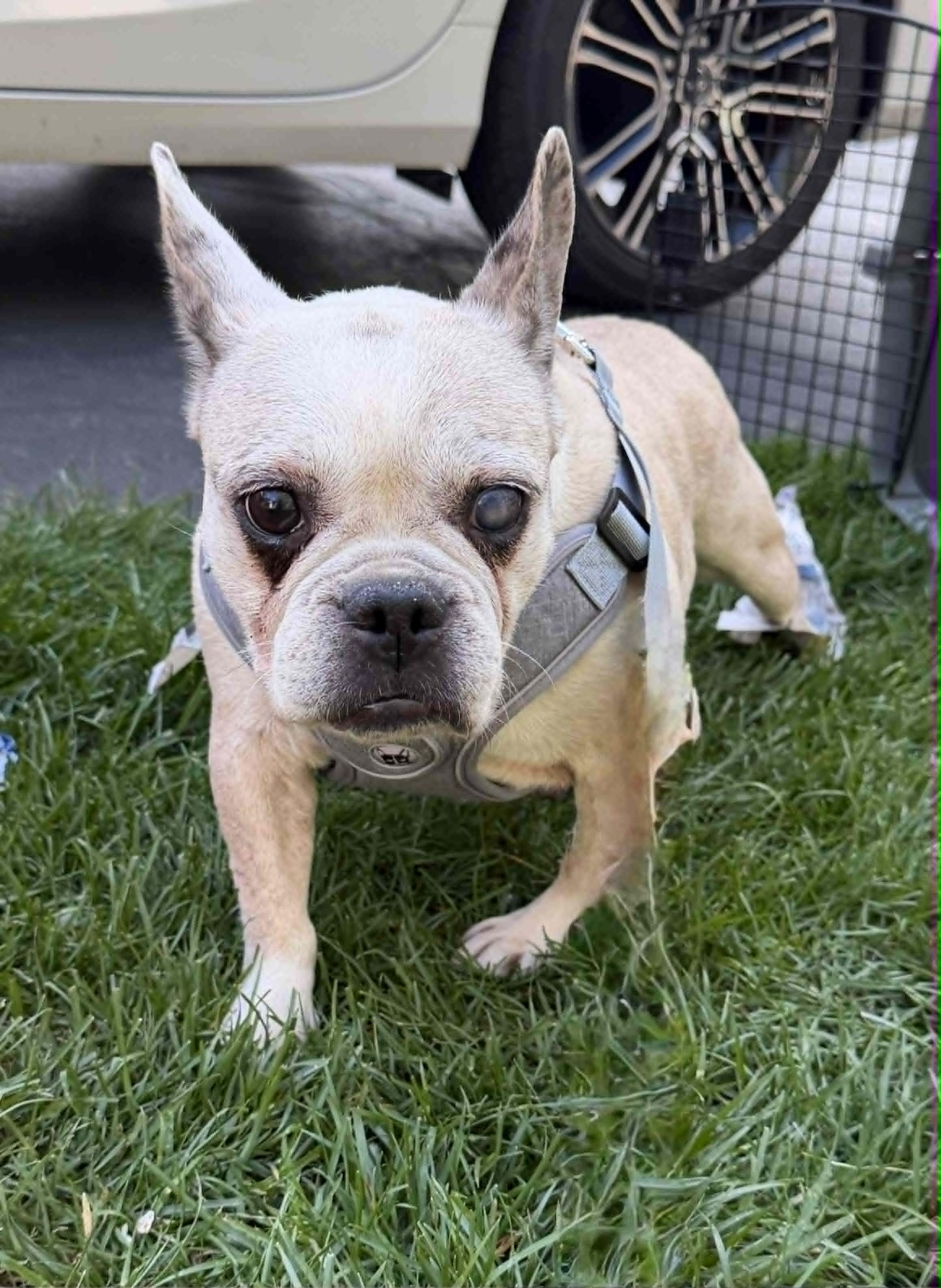 Enlarge Adelie, a Adoptable French Bulldog in Havertown, PA image 5/6