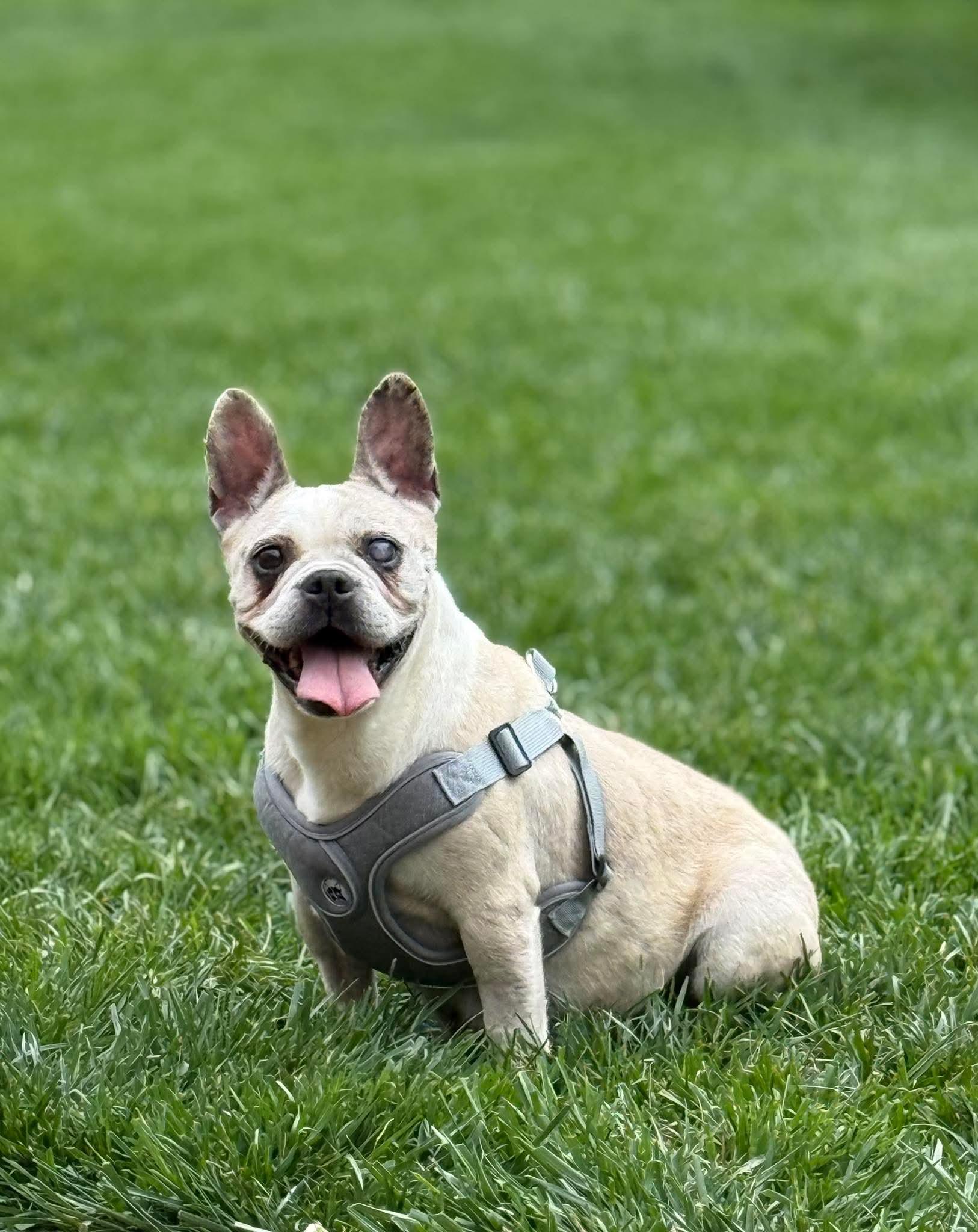 Enlarge Adelie, a Adoptable French Bulldog in Havertown, PA image 6/6