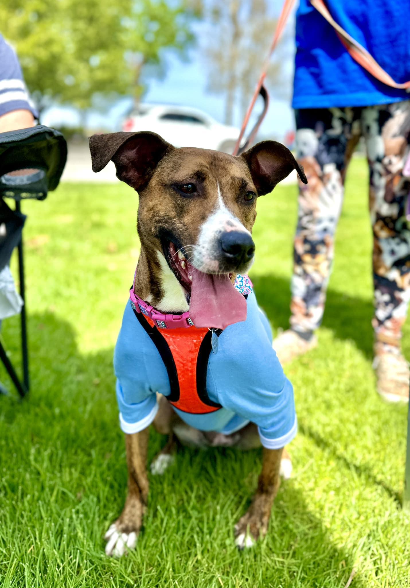 Enlarge Salem, a Adoptable mixed breed in West Richland, WA image 1/6