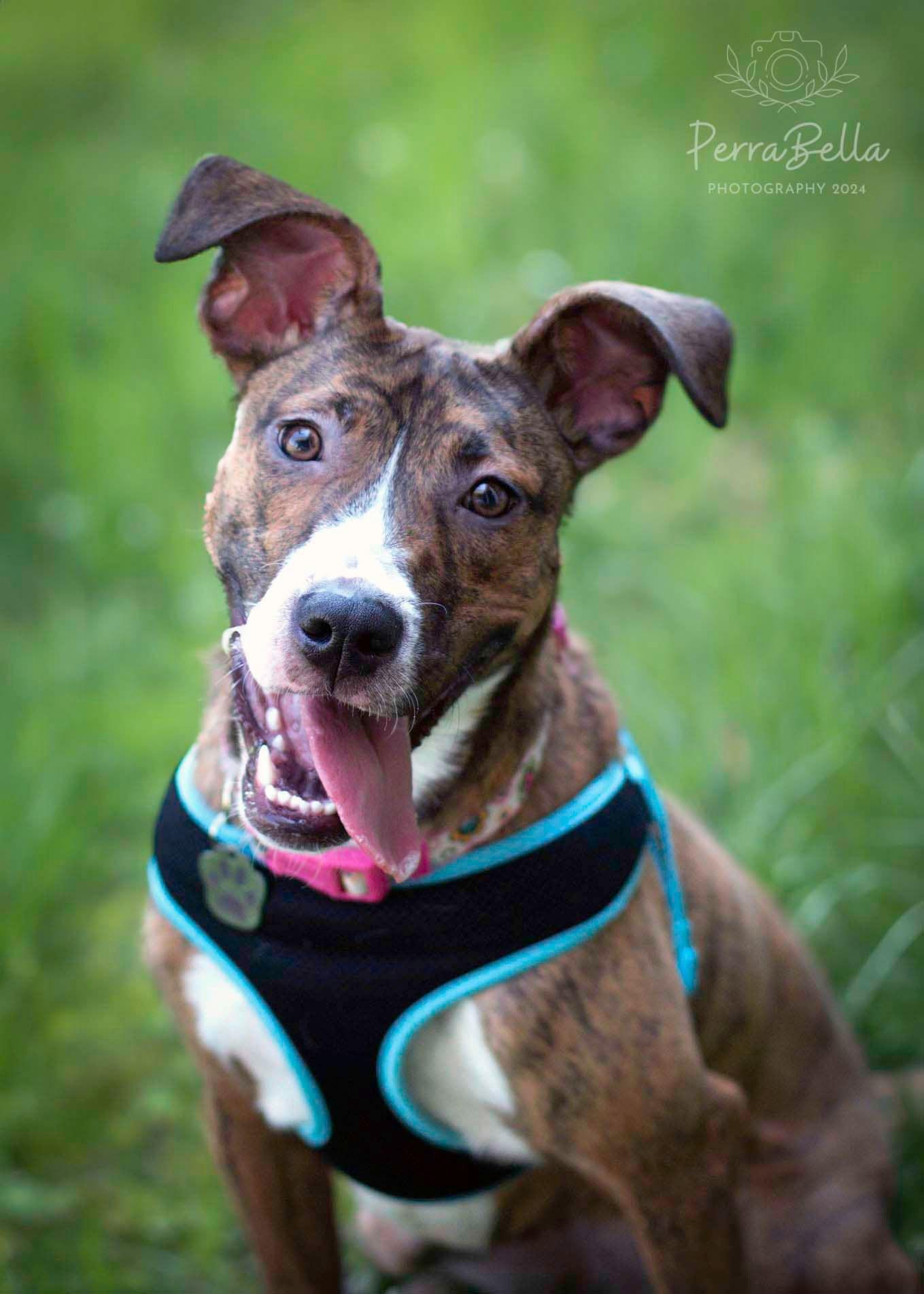 Enlarge Salem, a Adoptable mixed breed in West Richland, WA image 2/6