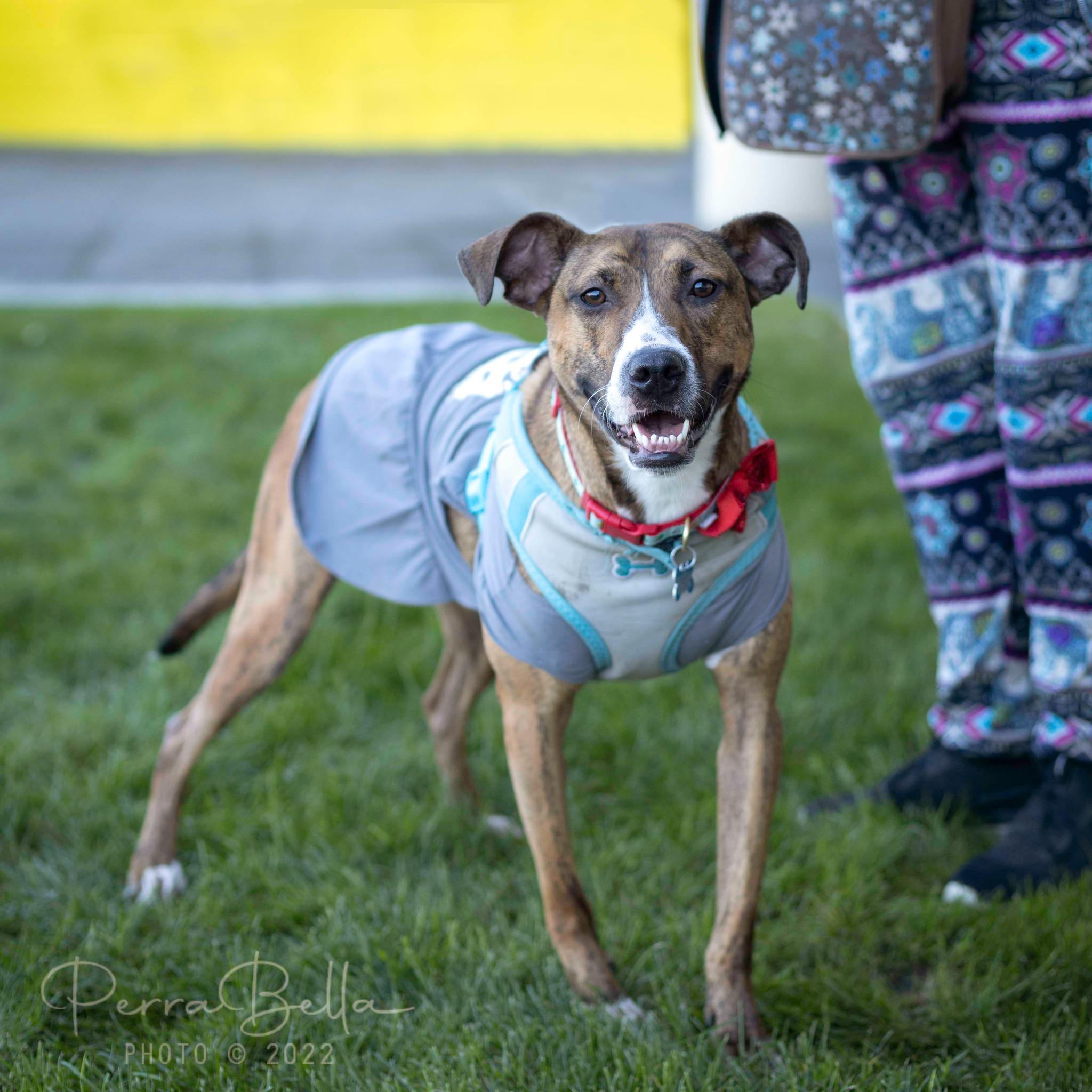 Enlarge Salem, a Adoptable mixed breed in West Richland, WA image 3/6