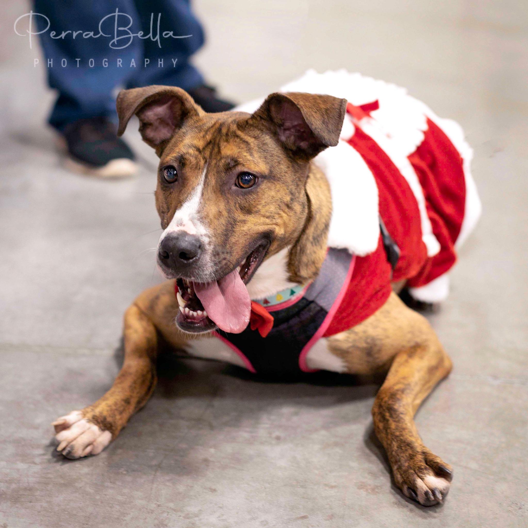 Enlarge Salem, a Adoptable mixed breed in West Richland, WA image 5/6