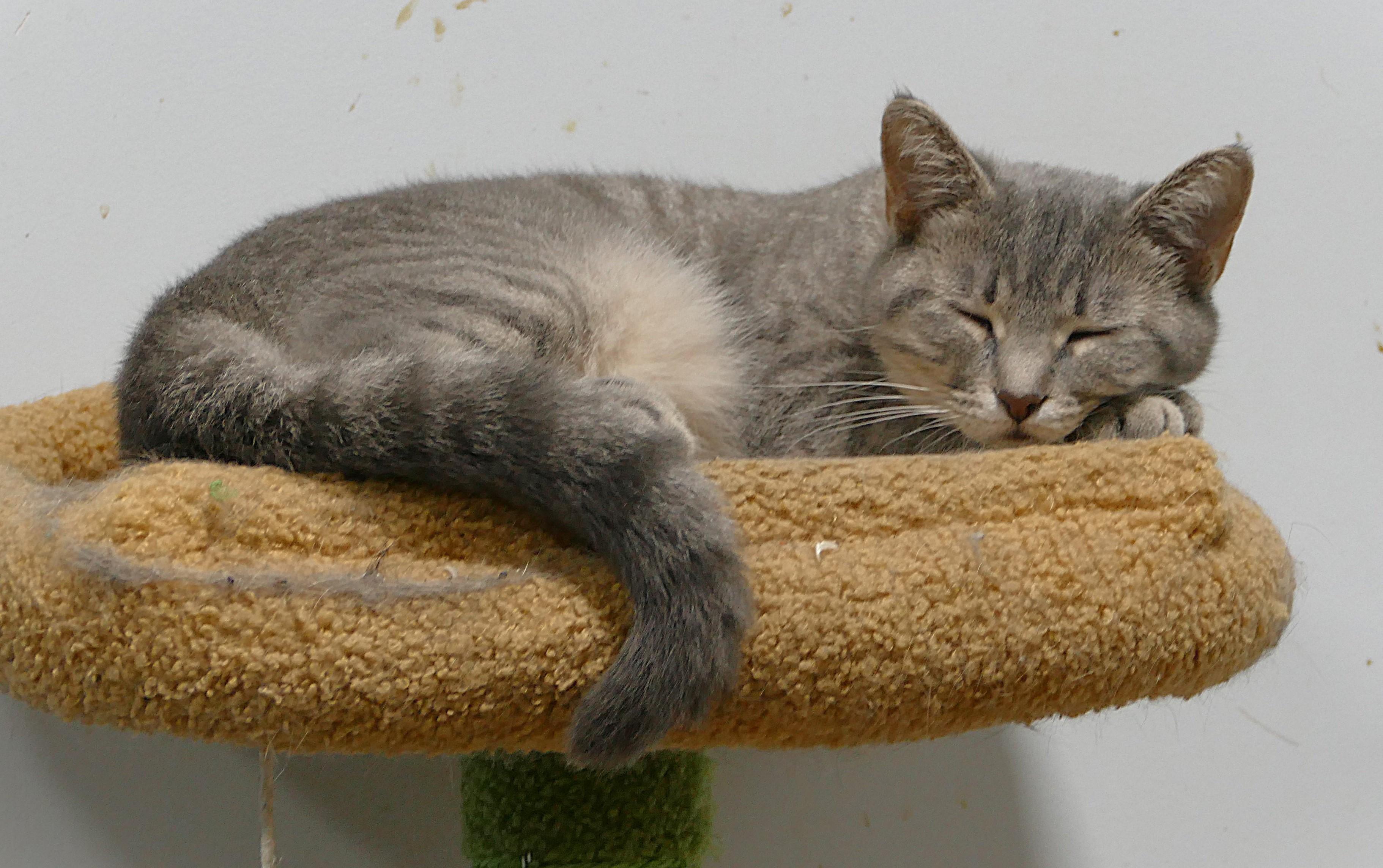 NIBBY, a ADOPTABLE mixed breed in Beechbottom, WV image 3/3