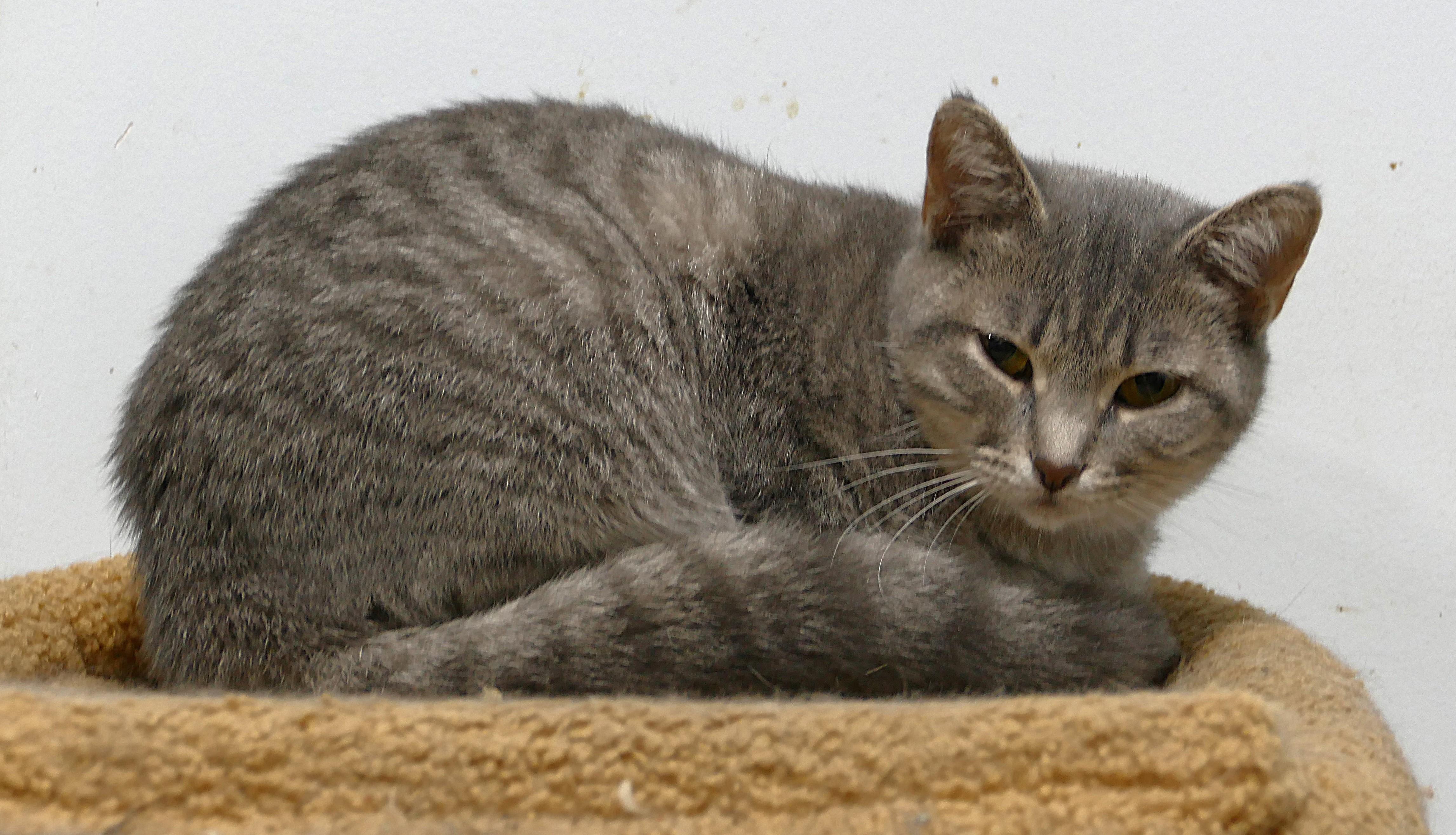 NIBBY, ADOPTABLE, Adult Female Domestic Short Hair.