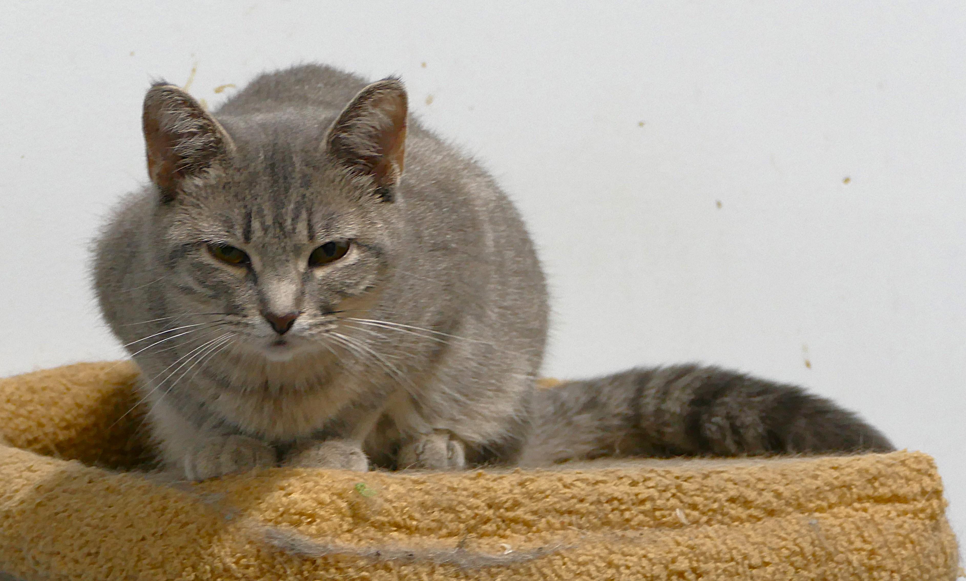 NIBBY, a ADOPTABLE mixed breed in Beechbottom, WV image 2/3