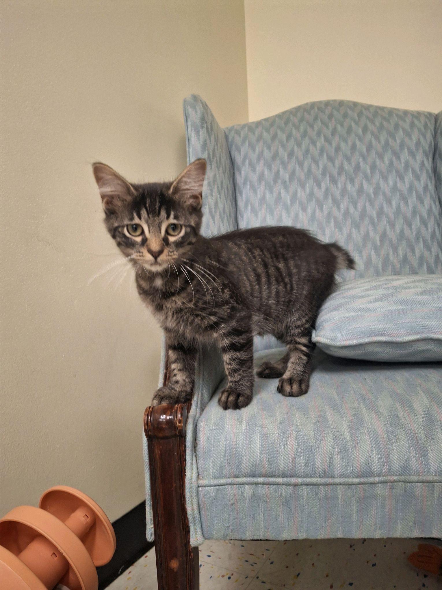 Enlarge Wendy, an adopted Domestic Short Hair in Indianapolis, IN image 1/1