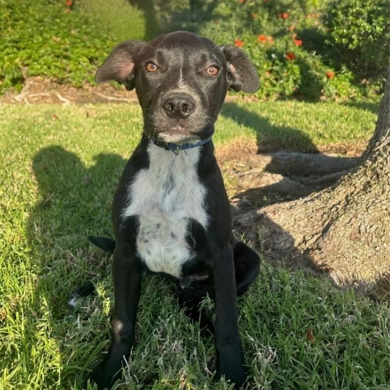 Enlarge Jackson, an adopted mixed breed in Seal Beach, CA image 4/6