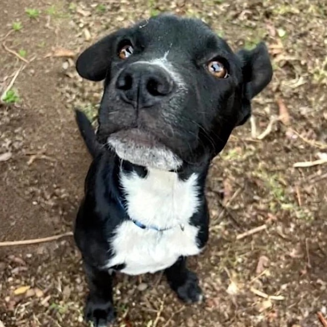Enlarge Jackson, an adopted mixed breed in Seal Beach, CA image 6/6