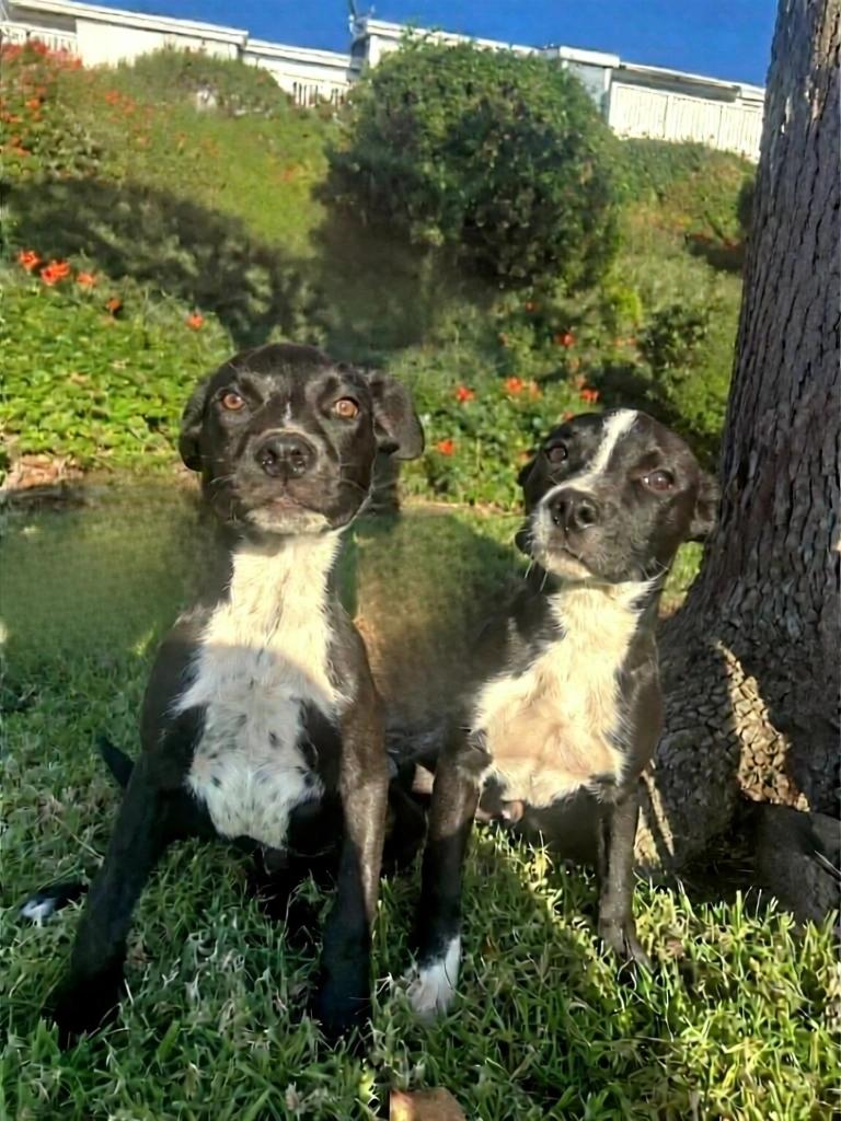 Enlarge Jackson, an adopted mixed breed in Seal Beach, CA image 5/6