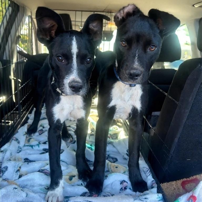 Jackson, Adoptable, Puppy Male Pit Bull Terrier & Black Labrador Retriever.