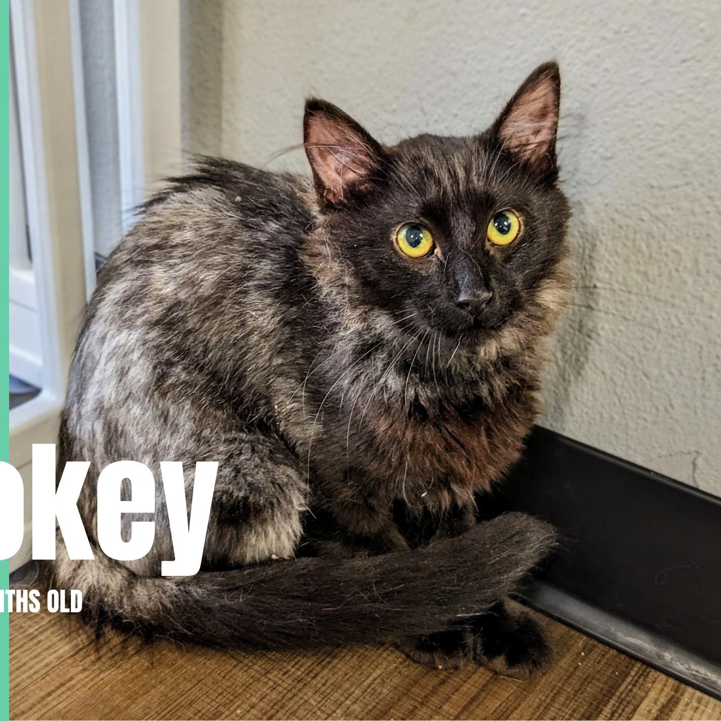 Enlarge Smokey, an adopted Domestic Short Hair in Bentonville, AR image 1/1
