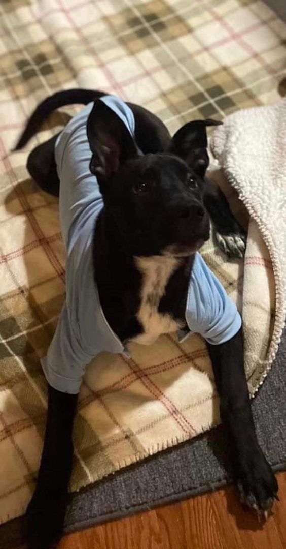 Enlarge Huey, a Adopted mixed breed in Westport, CT image 1/4