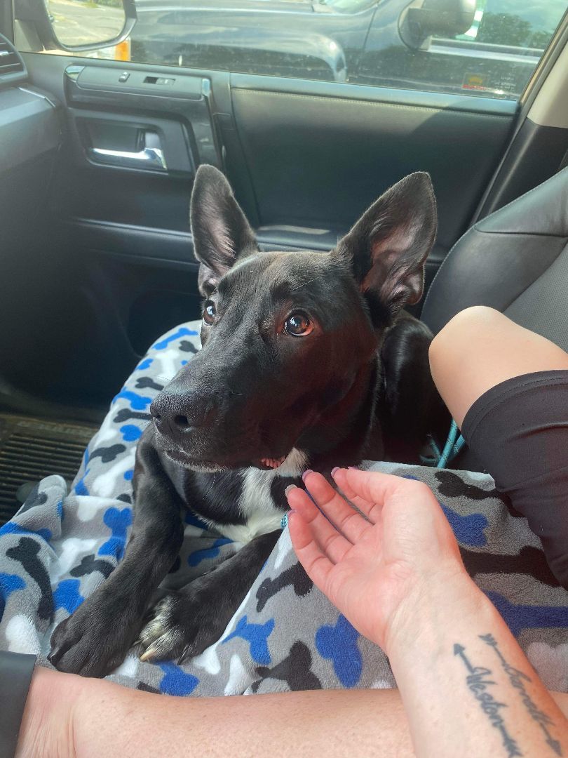 Enlarge Huey, a Adopted mixed breed in Westport, CT image 2/4