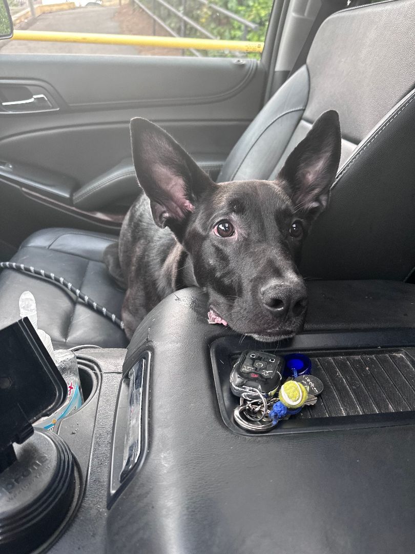 Enlarge Huey, a Adopted mixed breed in Westport, CT image 3/4