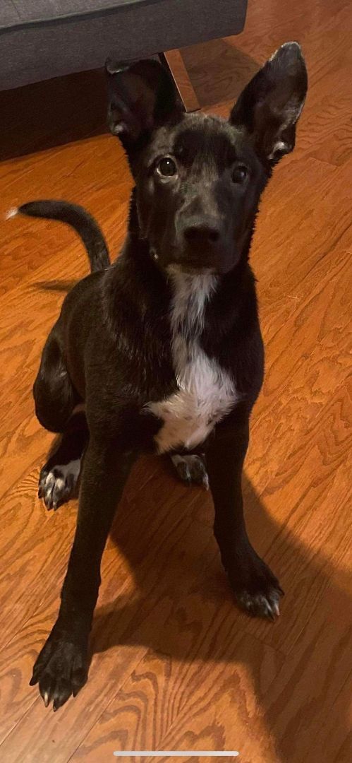 Enlarge Huey, a Adopted mixed breed in Westport, CT image 4/4