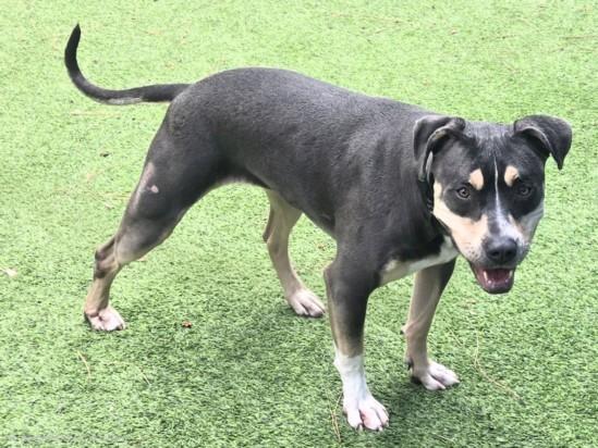 Enlarge FORREST, a Adoptable Pit Bull Terrier in Van Nuys, CA image 1/1