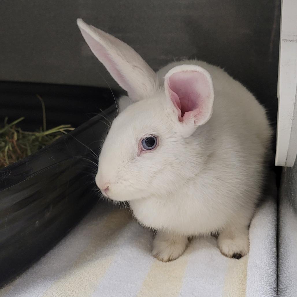 Briar, Adoptable, Adult Female Satin.