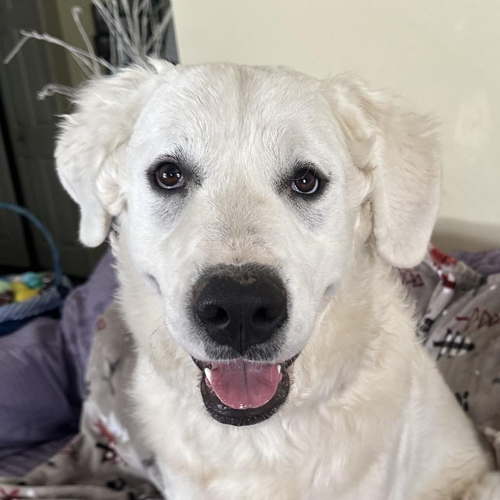 Enlarge Nova, a Adoptable Great Pyrenees in Kansas City, MO image 1/6