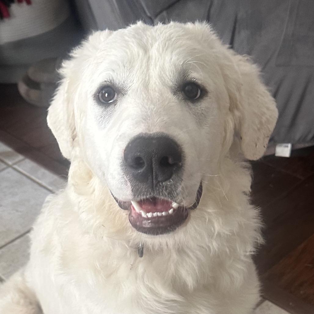 Nova, Adoptable, Young Female Great Pyrenees.