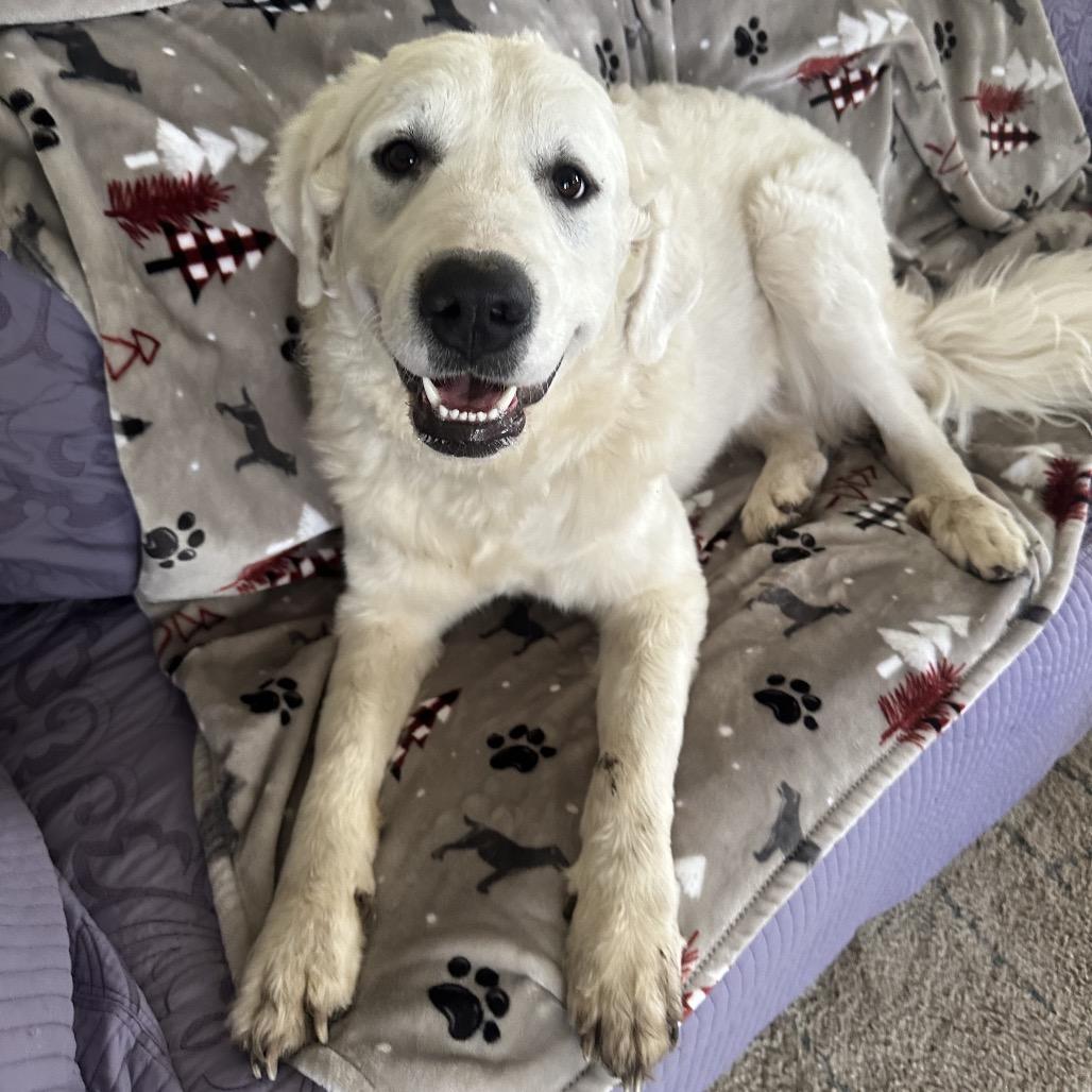 Enlarge Nova, a Adoptable Great Pyrenees in Kansas City, MO image 3/6
