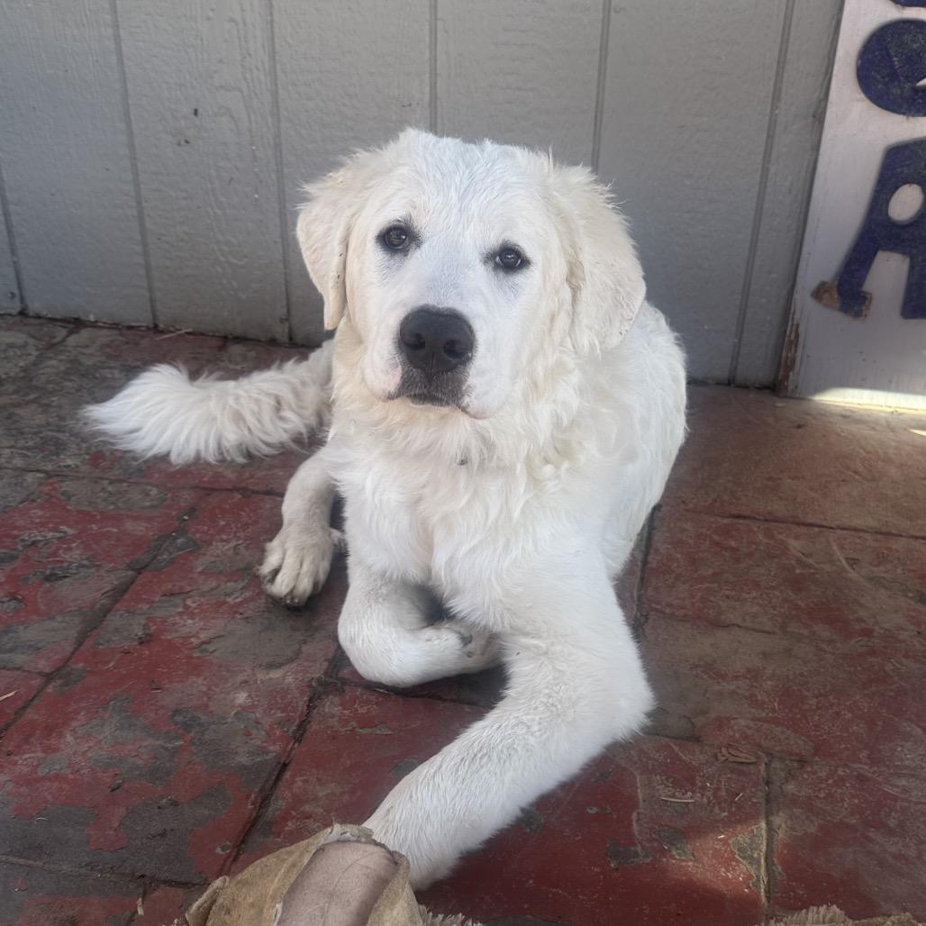 Enlarge Nova, a Adoptable Great Pyrenees in St. Clair, MO image 2/6