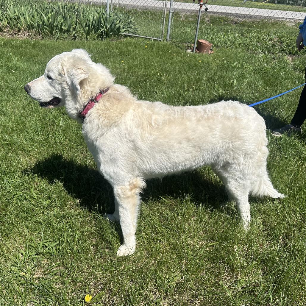 Enlarge Nova, a Adoptable Great Pyrenees in Kansas City, MO image 4/6