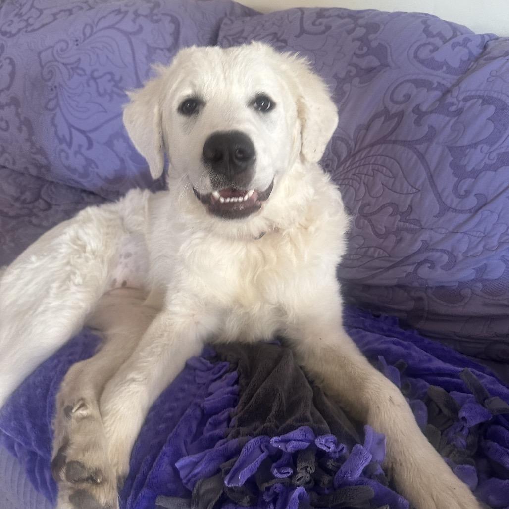 Enlarge Nova, a Adoptable Great Pyrenees in St. Clair, MO image 3/6