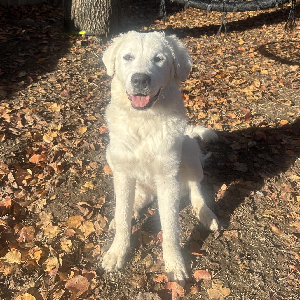 Enlarge Nova, a Adoptable Great Pyrenees in St. Clair, MO image 4/6