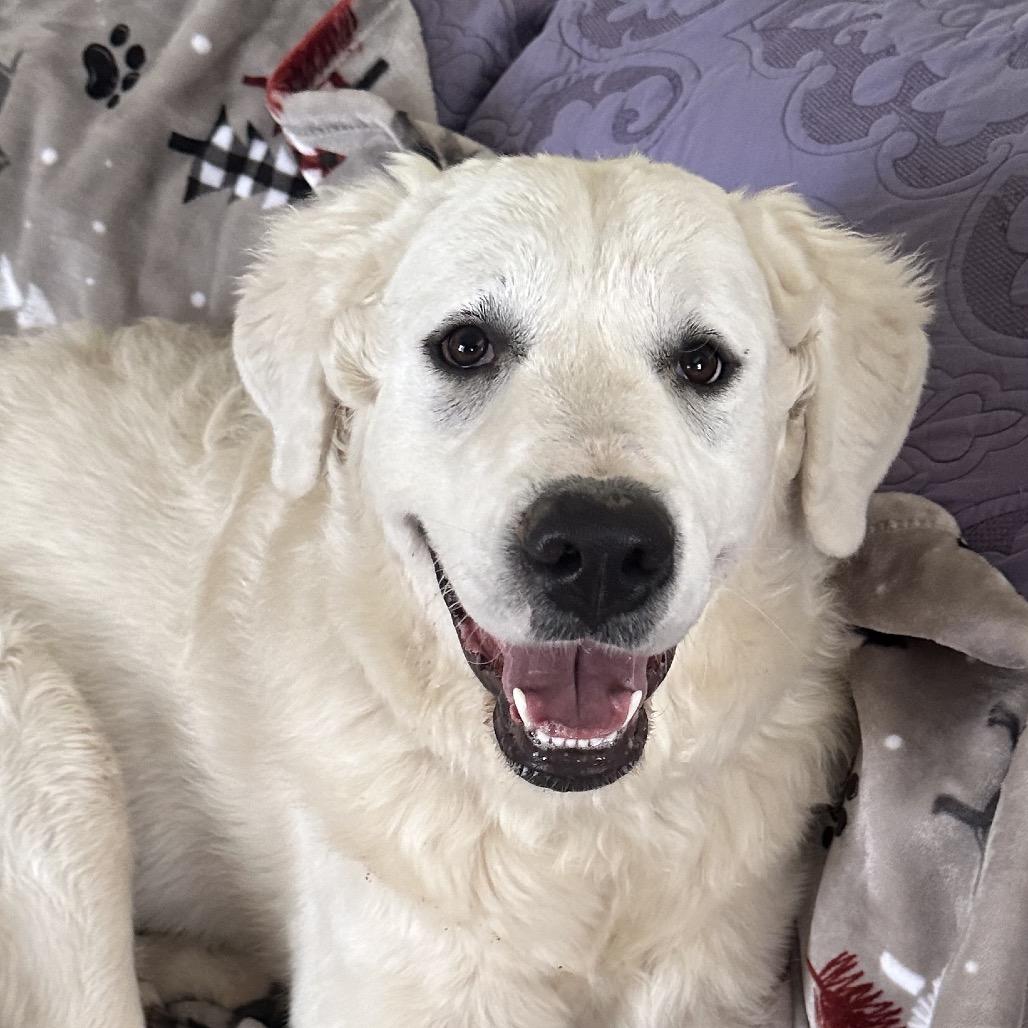 Enlarge Nova, a Adoptable Great Pyrenees in Kansas City, MO image 5/6