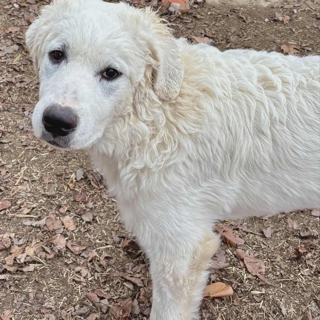 Enlarge Nova, a Adoptable Great Pyrenees in Kansas City, MO image 6/6