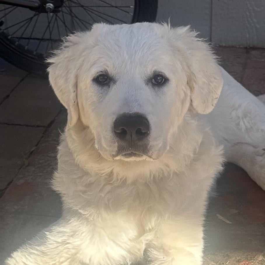 Enlarge Nova, a Adoptable Great Pyrenees in St. Clair, MO image 6/6
