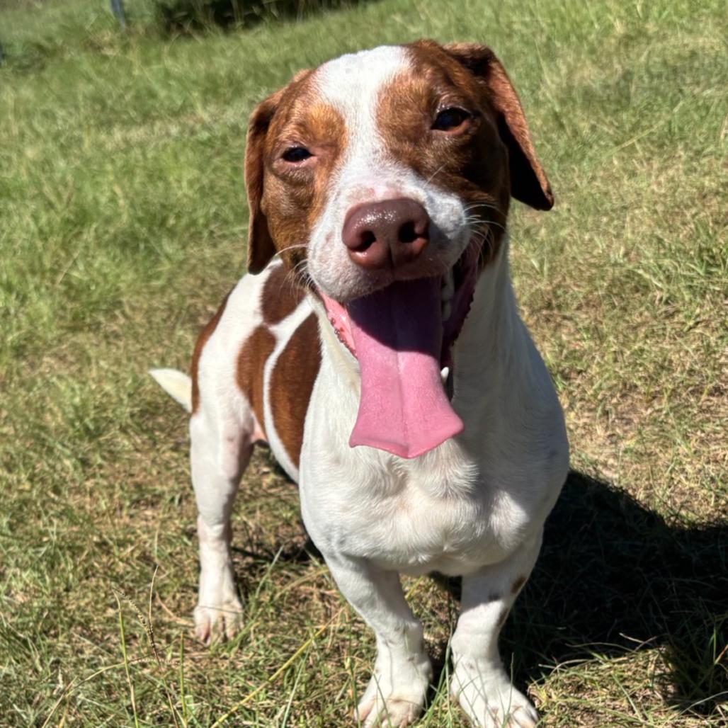 Dalton, Adoptable, Adult Male Jack Russell Terrier & Mixed Breed.