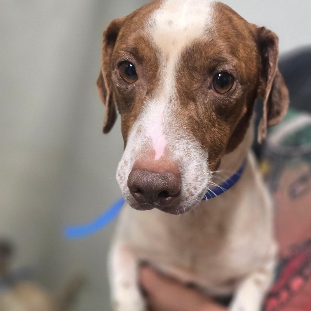 Enlarge Dalton, a Adoptable mixed breed in Hattiesburg, MS image 2/2