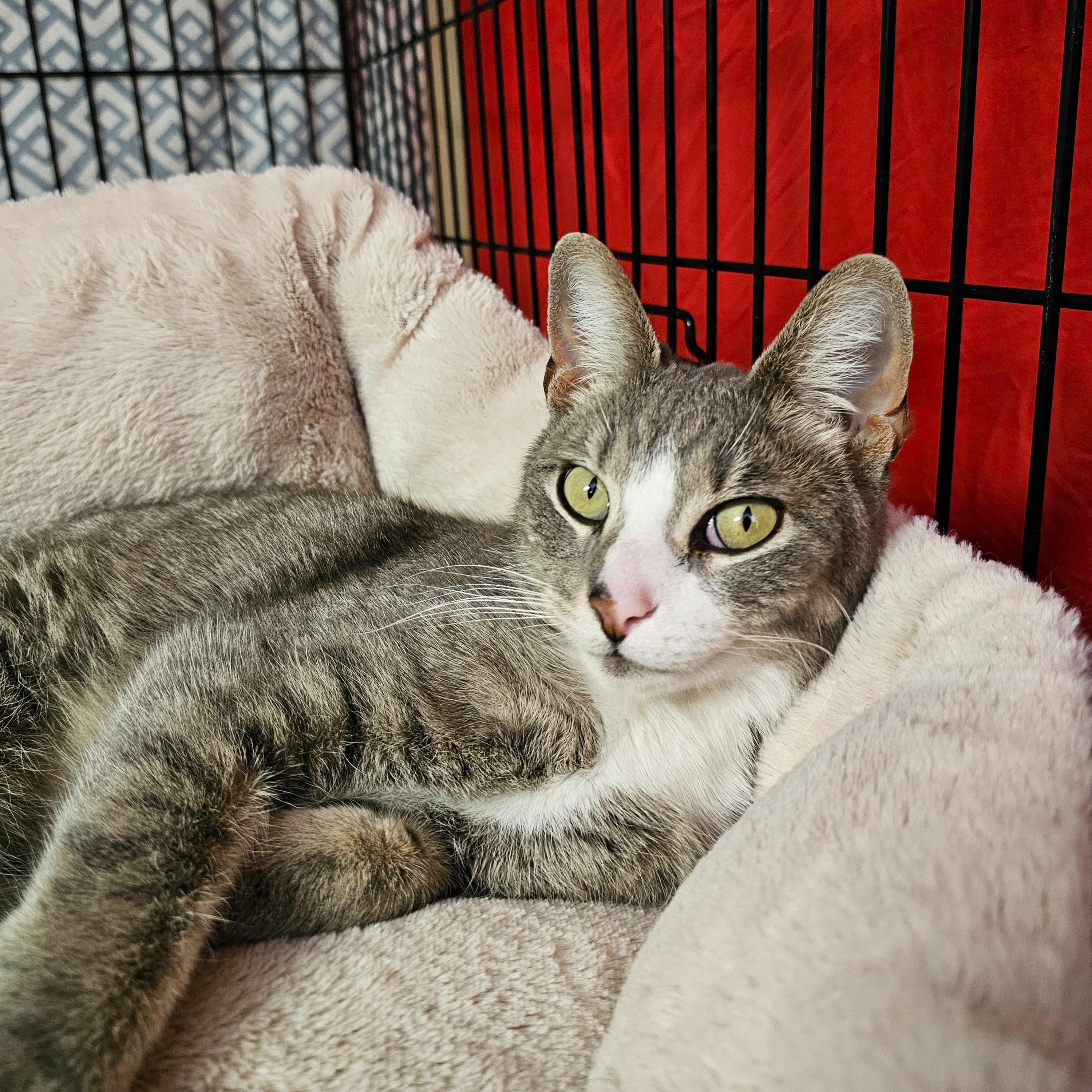 Janice, adopted, Adult Female Domestic Short Hair.