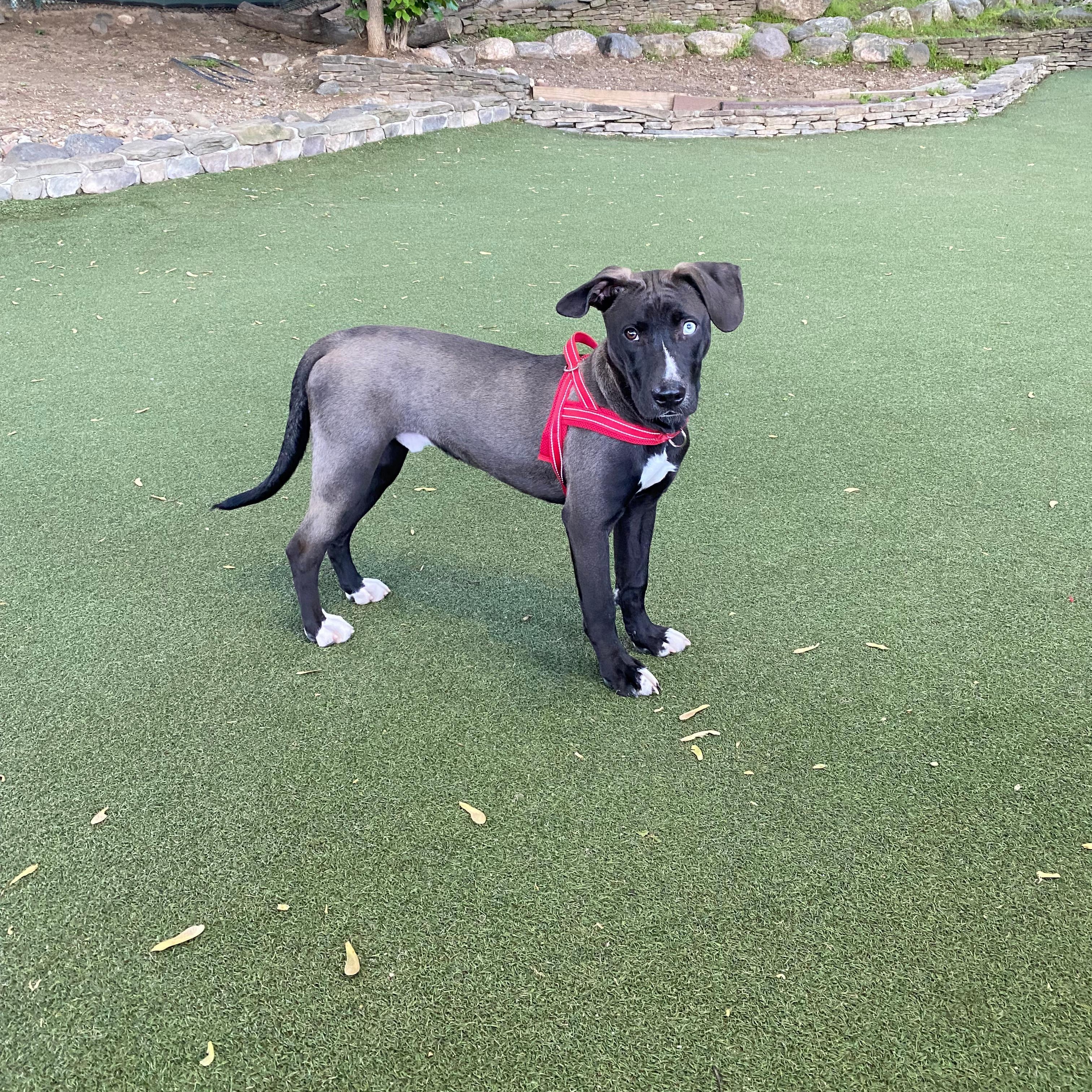 Bowie, a ADOPTABLE mixed breed in New York, NY image 6/6