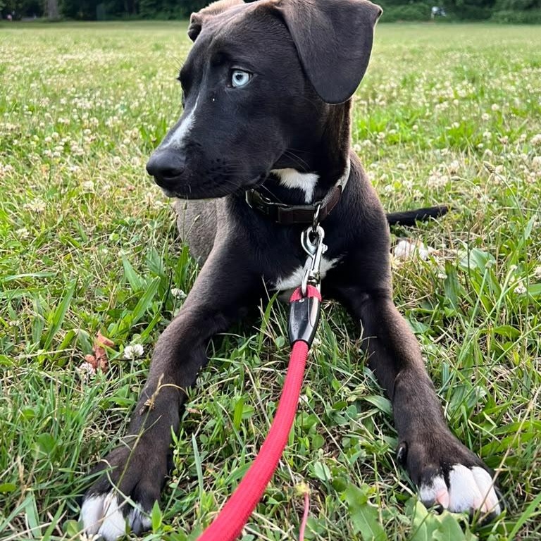 Bowie, a ADOPTABLE mixed breed in New York, NY image 2/6