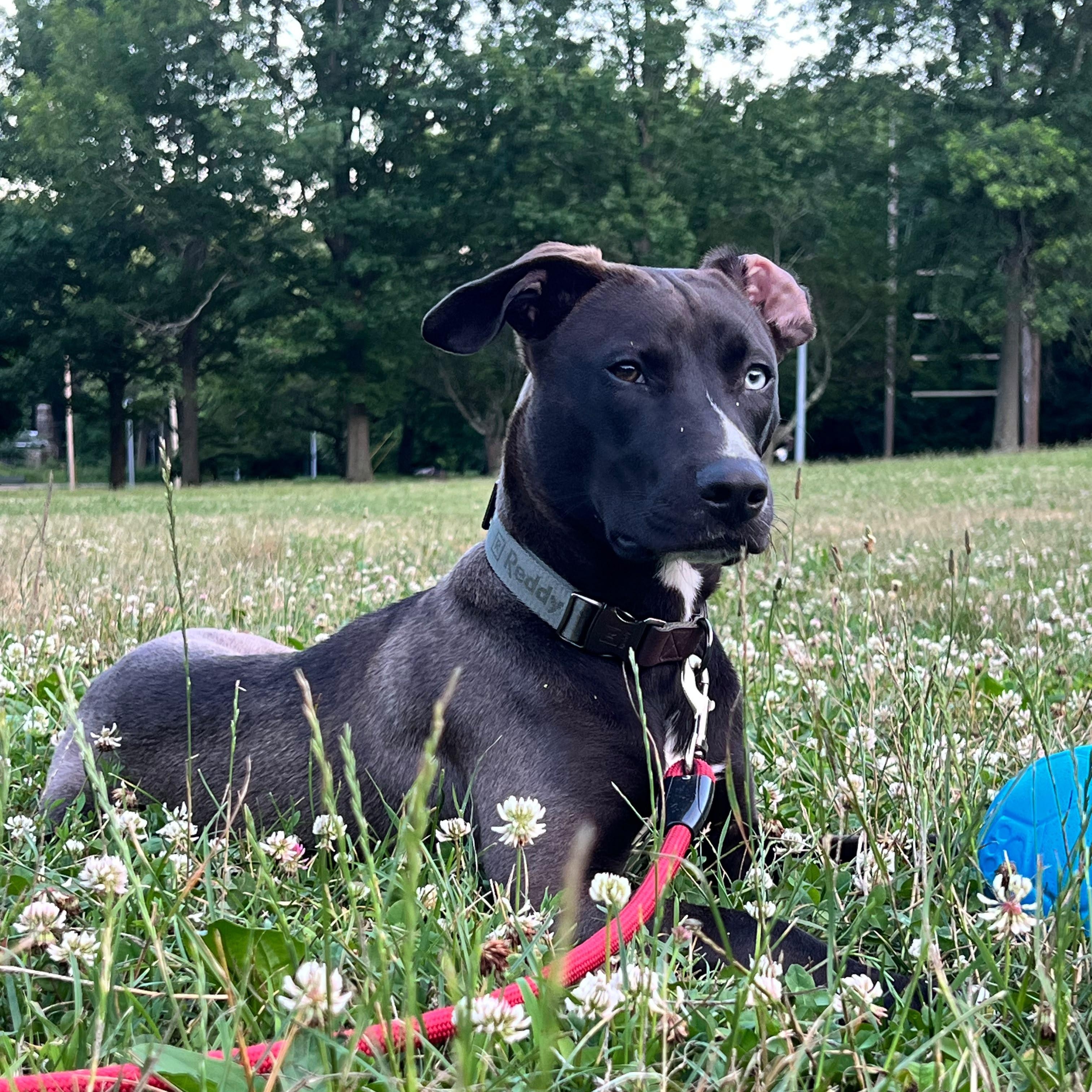 Bowie, a ADOPTABLE mixed breed in New York, NY image 4/6