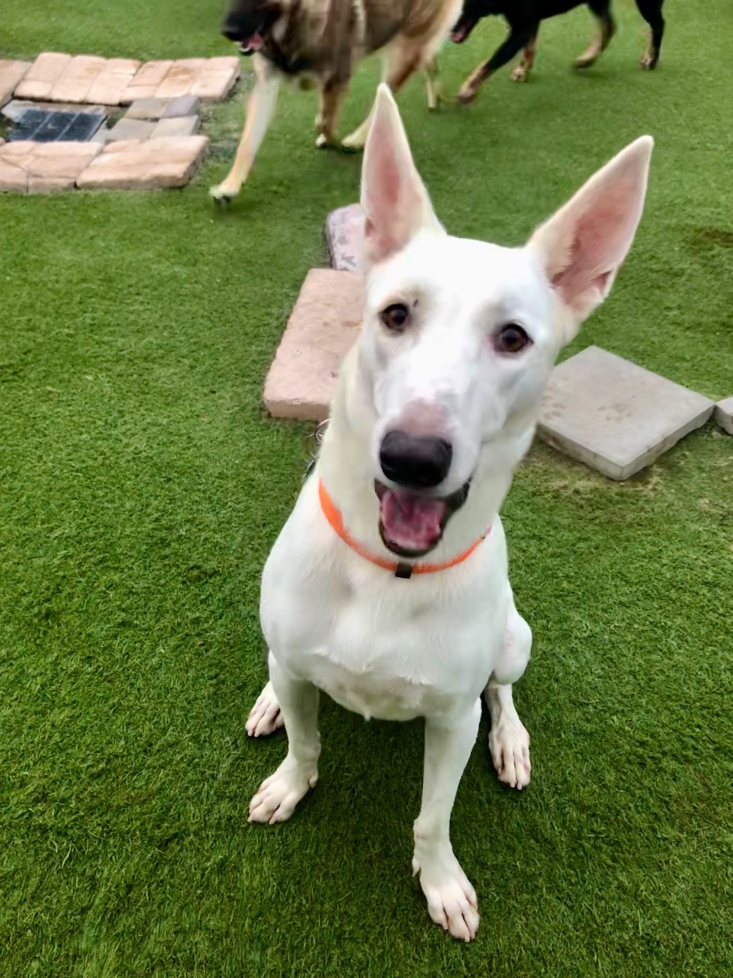 Bronco, a Adoptable mixed breed in Newport Beach, CA image 2/6