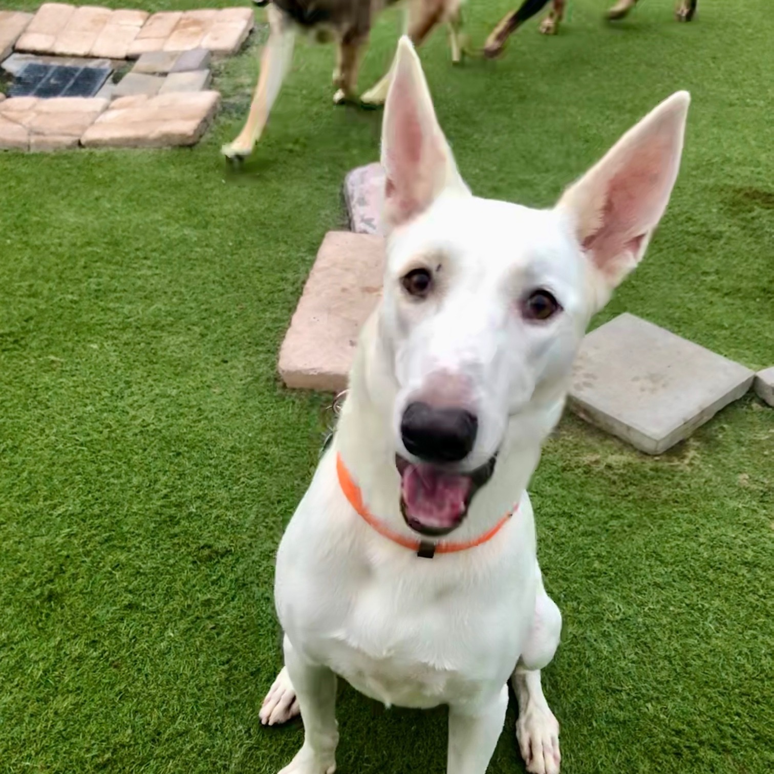 Bronco, a Adoptable mixed breed in Newport Beach, CA image 2/6