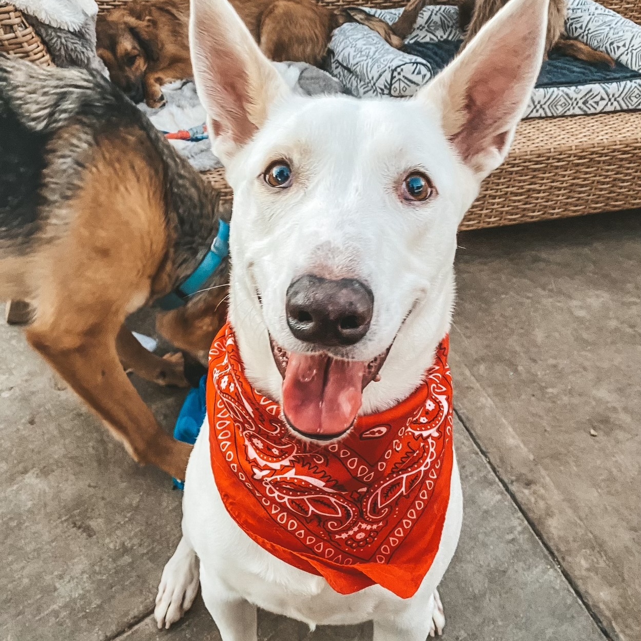 Bronco, a Adoptable mixed breed in Newport Beach, CA image 3/6